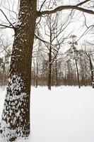 chêne enneigé en bordure de forêt photo