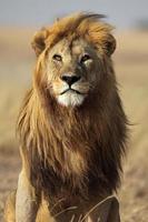 lion mâle avec grande crinière dorée