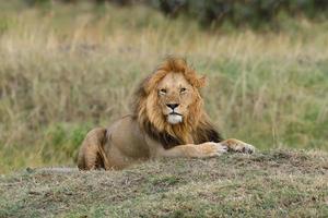 fermer le lion dans le parc national du kenya