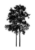 silhouette d'arbre pour pinceau sur fond blanc photo