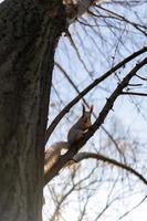 un écureuil espiègle sur un arbre photo