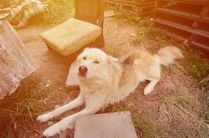 portrait tonique du chien husky samoyède sibérien blanc avec hétérochromie un phénomène lorsque les yeux ont des couleurs différentes pendant la journée à l'extérieur photo