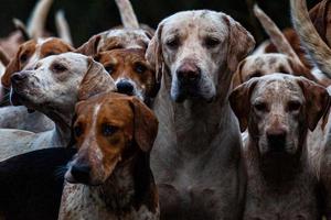 Meute de chiens photo