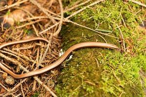 Anguis fragilis dans la réserve naturelle fischbeker heide hambourg photo