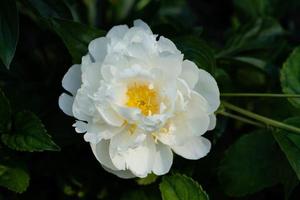 le lait blanc rose de pentecôte paeonia lactiflora photo