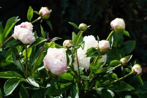 le lait blanc rose de pentecôte paeonia lactiflora photo