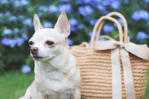 chien chihuahua brun assis avec un sac de paille sur l'herbe verte dans le jardin avec des fleurs violettes, prêt à voyager. voyager en toute sécurité avec des animaux. photo