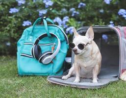 chien chihuahua marron portant des lunettes de soleil, assis devant un sac de transport pour animaux de compagnie en tissu rose avec sac à dos et casque sur l'herbe verte dans le jardin avec des fleurs violettes. photo