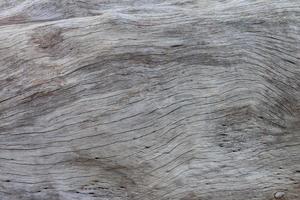 texture du vieux grand tronc d'arbre pour le fond. photo