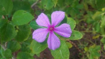 fleur de pervenche de madagascar sur une plante photo