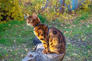 jeune beau chat bengal lors d'une promenade d'automne parmi le feuillage d'automne jaune photo