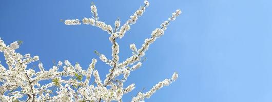 branche de fleurs blanches épanouies de prunier cerisier au début du printemps. incroyable bannière de printemps floral naturel ou carte de voeux, carte postale, affiche. mise au point sélective photo