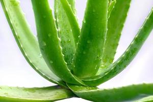 feuilles d'aloe vera avec rosée photo