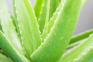 feuilles vertes d'aloe vera. photo