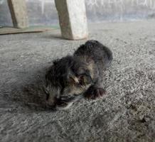 chat nouveau-né. bébé chat essayant d'apprendre à marcher photo