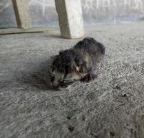 chat nouveau-né. bébé chat essayant d'apprendre à marcher photo