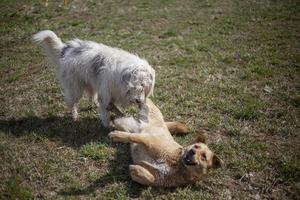 les chiens jouent. animaux de compagnie dans la rue. gros chiens se battent. promener les animaux de compagnie en été. photo