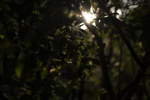 nature en été. plantes dans le parc. beauté naturelle. photo