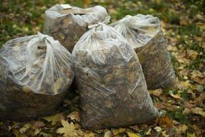 sacs de feuilles. sac transparent avec feuillage. nettoyage dans la cour en automne. photo