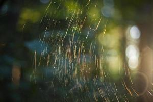 toiles d'araignées au soleil. toile dans les bois. maison d'araignée. détails de la nature. photo