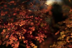 feuilles rouges en automne. couleurs d'automne dans la nature. petites feuilles sur arbuste. photo