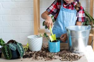 fille transplante un philodendron de plante d'intérieur en pot dans un nouveau sol avec drainage. entretien des plantes en pot, arrosage, fertilisation, saupoudrez le mélange à la main avec une cuillère et tassez-le dans un pot. loisir photo