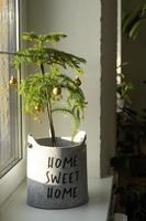 La plante d'intérieur araucaria est une pièce en épicéa décorée de boules de noël comme un sapin de noël dans une jardinière en feutre confortable avec l'inscription home sweet home. décoration intérieure de maison verte photo