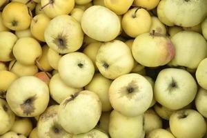 gros plan de pommes jaunes et mûres juteuses. fond de pommes jaunes. récolte de pommes mûres jaunes du verger. pommes juteuses. photo