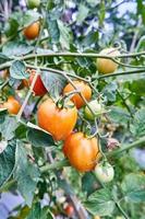 des tomates fraîches sont cultivées dans la plantation. les tomates sont prêtes à être récoltées dans la plantation. tomates rouges fraîches dans le jardin. photo