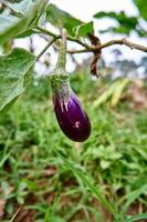 des aubergines fraîches sont cultivées sur la plantation. prêt pour la récolte. photo