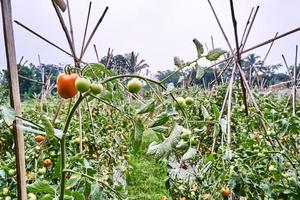 des tomates fraîches sont cultivées dans la plantation. les tomates sont prêtes à être récoltées dans la plantation. tomates rouges fraîches dans le jardin. photo