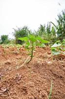 gros plan d'une plante de jicama poussant sur une plantation. feuilles de jicama fraîches dans une plantation. photo