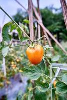 des tomates fraîches sont cultivées dans la plantation. les tomates sont prêtes à être récoltées dans la plantation. tomates rouges fraîches dans le jardin. photo