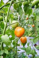 des tomates fraîches sont cultivées dans la plantation. les tomates sont prêtes à être récoltées dans la plantation. tomates rouges fraîches dans le jardin. photo