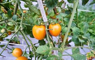 des tomates fraîches sont cultivées dans la plantation. les tomates sont prêtes à être récoltées dans la plantation. tomates rouges fraîches dans le jardin. photo