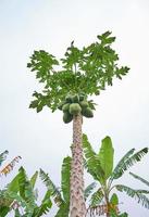 jeune papaye poussant au milieu de la plantation photo