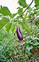 des aubergines fraîches sont cultivées sur la plantation. prêt pour la récolte. photo