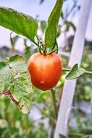 des tomates fraîches sont cultivées dans la plantation. les tomates sont prêtes à être récoltées dans la plantation. tomates rouges fraîches dans le jardin. photo