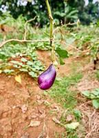 des aubergines fraîches sont cultivées sur la plantation. prêt pour la récolte. photo