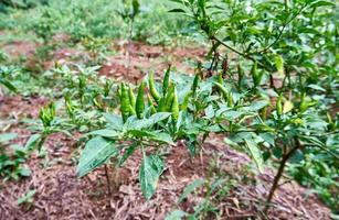 groupe de piments frais poussant dans la plantation. prêt pour la récolte photo