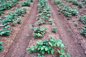 le paysage des plantations de jicama est de plus en plus frais photo