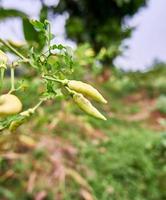 gros plan de piments jaunes frais poussant dans le jardin. prêt pour la récolte photo