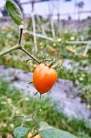 des tomates fraîches sont cultivées dans la plantation. les tomates sont prêtes à être récoltées dans la plantation. tomates rouges fraîches dans le jardin. photo