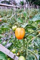 des tomates fraîches sont cultivées dans la plantation. les tomates sont prêtes à être récoltées dans la plantation. tomates rouges fraîches dans le jardin. photo