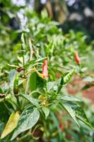 gros plan de piments rouges frais prêts à être récoltés dans la plantation photo