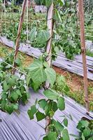 gros plan de haricots verts ou de haricots verts poussant sur une plantation. haricots verts ou haricots verts frais sur la plantation photo