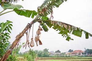 bananier qui pousse frais sur une plantation photo