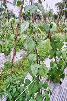 gros plan de haricots verts ou de haricots verts poussant sur une plantation. haricots verts ou haricots verts frais sur la plantation photo