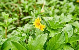 gros plan, de, tournesol sauvage, croissant, dans, plantation photo