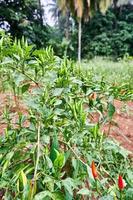 gros plan de piments rouges frais prêts à être récoltés dans la plantation photo